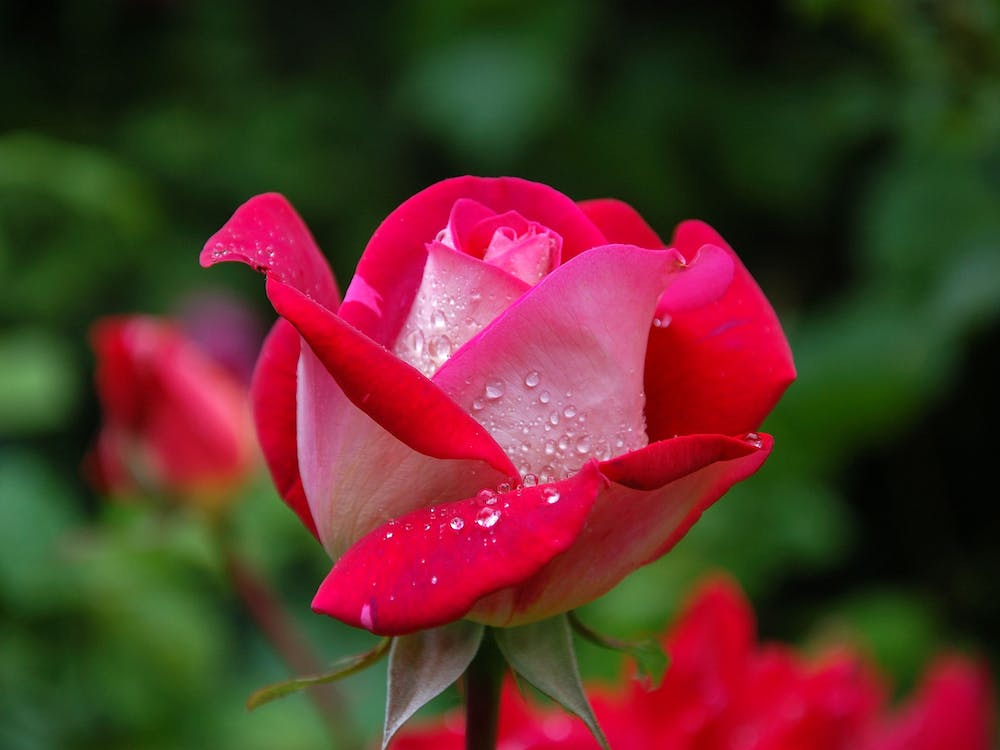 花卉.jpg